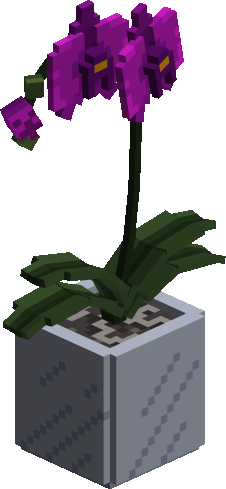 Moth Orchid