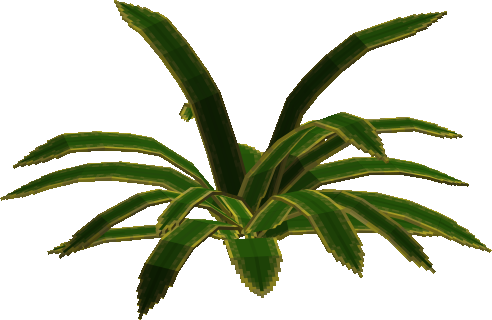Century Plant