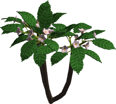 Plumeria Tree