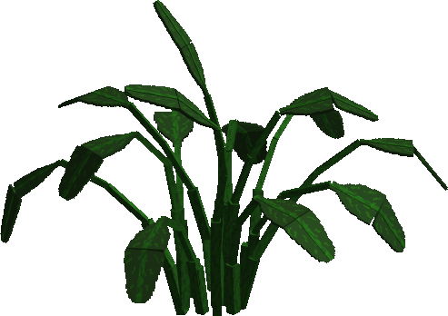 Caribbean Bird Of Paradise Plant