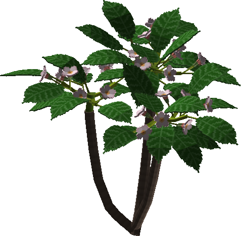 Plumeria Tree