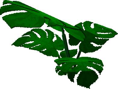 Caribbean Tropical Philodendron Plant