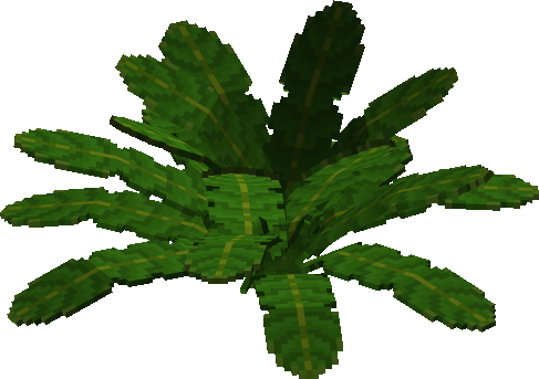 Sago Palm