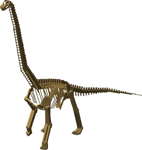 Brachiosaurus Fossil Display