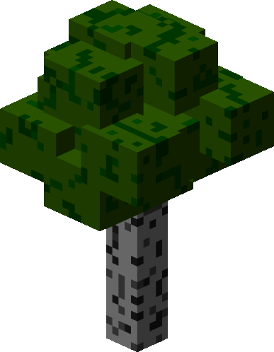 Birch Tree