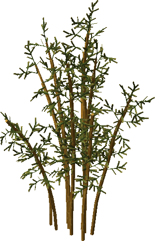 Bamboo