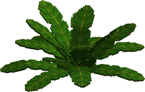 Sago Palm